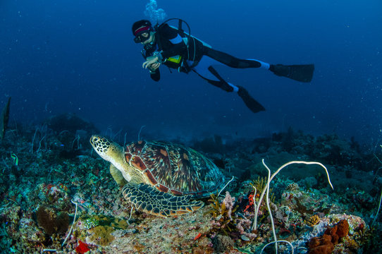 Diver, green Turtle, Gili Lombok Nusa Tenggara Barat underwater