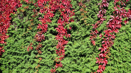 Herbstliche Blätter