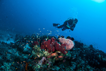 Diver, sponge in Gili Lombok Nusa Tenggara Barat underwater