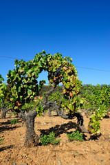 Fototapeta na wymiar The vineyard with green leaves in summer, Sardinia Italy. Traditional agriculture. 