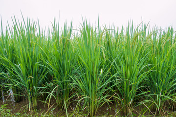 Rice grown ripe harvest