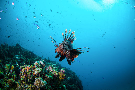 Lionfish swim in Gili Lombok Nusa Tenggara Barat underwater
