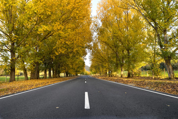 Obraz premium autumn road