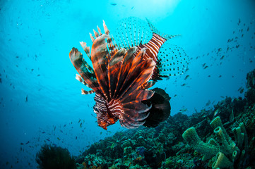 Lionfish swim in Gili Lombok Nusa Tenggara Barat underwater