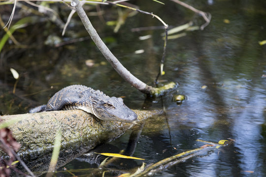 Young alligator in the Everglades, Florida.