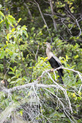 Female anhinga bird in the Everglades, Florida
