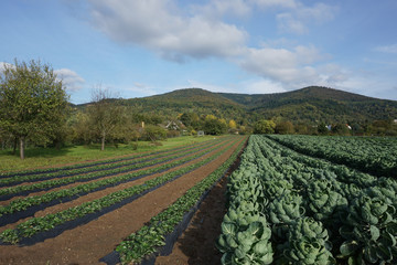 Fototapeta na wymiar cabbage field