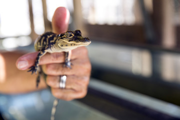 Naklejka premium Baby alligator being held, Everglades in Florida.