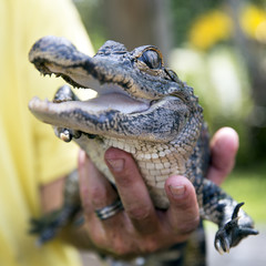 Naklejka premium Cute baby alligator being held, Everglades, Florida.