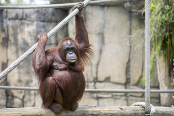 Female orangutan. © davidevison