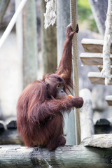 Orangutan sat eating. © davidevison