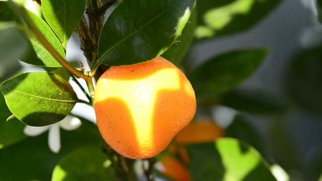 Kalamondin Mandarine, Bl&uuml;te und Frucht