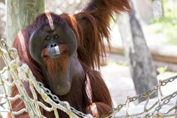 Beautiful male orangutan © davidevison