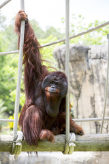 Beautiful male orangutan hanging onto rope swing. © davidevison