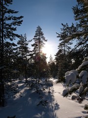 forêt finlandaise