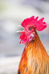 Red Chicken Head Close-Up