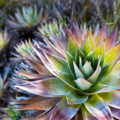 Endemic plant from Mount Roraima in Venezuela