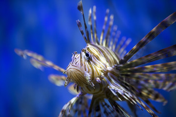 A beautiful lion fish swimming in blue water.