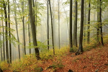 Autumn beech forest in the fog