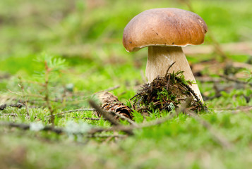 Boletus