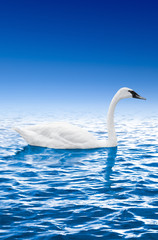 Obraz premium Swan swimming in the water against the blue sky