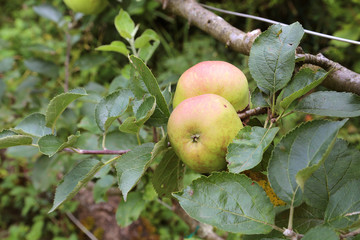 Pommes