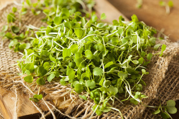Raw Green Arugula Microgreens © Brent Hofacker