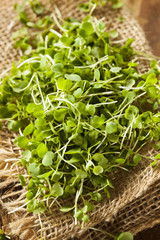 Raw Green Arugula Microgreens