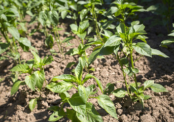 Pepper plants in a garden