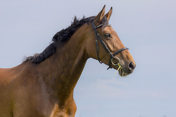 Fototapeta premium Mila