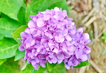 hydrangea flower in blue bloom