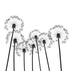 black vector dandelions