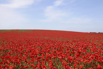bright red poppies field