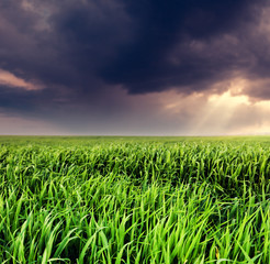 Fototapeta premium field