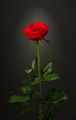 one red rose on black background