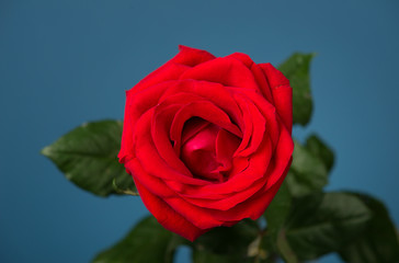 one red rose on blue background