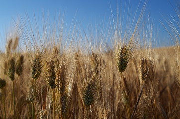 Fototapeta premium Spighe di grano
