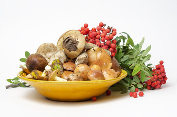 Свежесобранные грибы на блюде и красная рябина