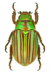 Jewel scarab beetle Chrysina adelaida from Mexico