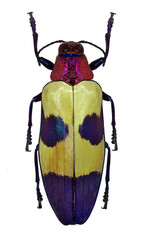 Exotic jewel beetle Chrysochroa buqueti from Thailand