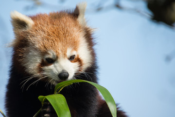 Red Panda