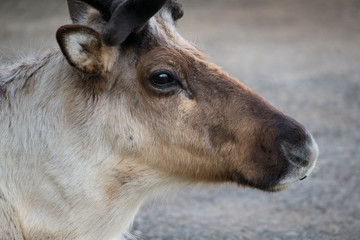 Fototapeta premium Reindeer close up