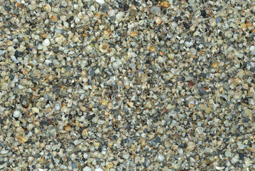 seamless natural shells background (can be tiled without seam)