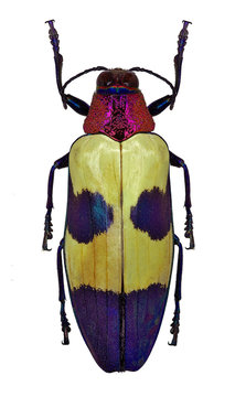 Exotic jewel beetle Chrysochroa buqueti from Thailand
