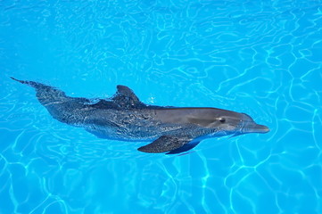 dolphin