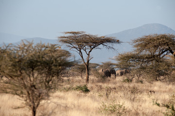 Obraz premium elephant