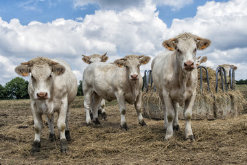 Fototapeta premium Vaches 