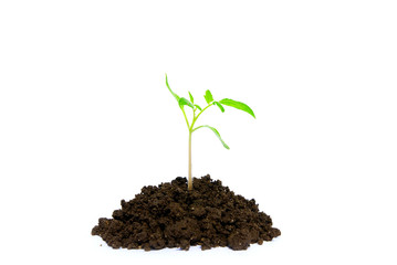 plant