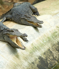 Alligator