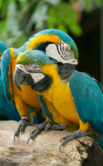 Macaws parrots